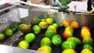 Complete Mango Washing and Grading Plant for Commercial Production