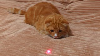 Cat's Playtime with Laser Pointer Fun!