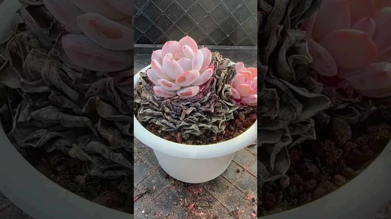 Succulent Root Health Guide | How to Grow Strong Roots Indoors