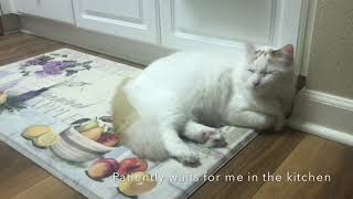 Enjoy Moments With a Sweet Cat by Tic Tac 38 views 3 years ago 6 minutes, 12 seconds