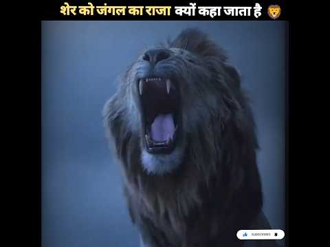 शेर को जंगल का राजा क्यों कहा जाता है 🦁| Why Lion is king #shorts