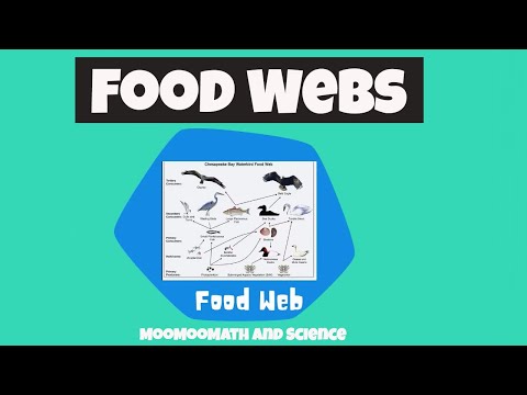 Video: Kaj je prehranjevalni splet v ekosistemih?