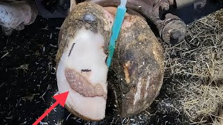 COW’S HOOF BLOWS TONS OF BUBBLES