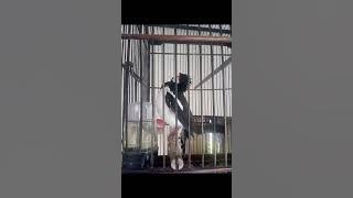 suren Isian CILILIN, Burung Gereja/Burger