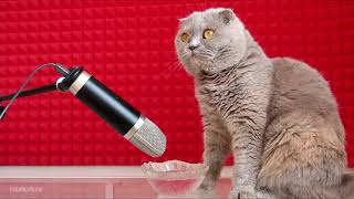 ASMR / Котик мило лакает ASMR / Котик мило лакает