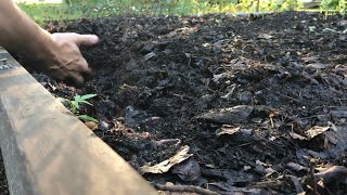 Leaf Composting From Leaves To Soil In 231 Days