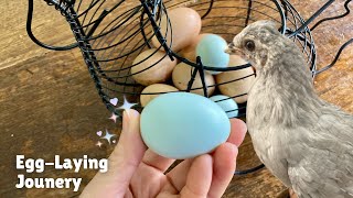 Filming Our Hen Lay Blue Eggs I Araucana Lavender Chicken.