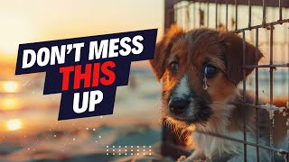 Guide To Moving Pets To Hawaii - Worst Case & Best Case Scenarios