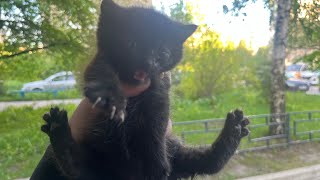 Abandoned Baby Kittens Live Stream 5 Shorts