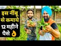 कोलकाता पत्ती नींबू की कमर्शियल फार्मिंग| kagzi Lemon Farming in india| 7015842336