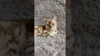 Кто твой питомец из диснеевских персонажей ? 😇✨ #бенгал #cat #бенгальскаякошка #красиваякошка#funny