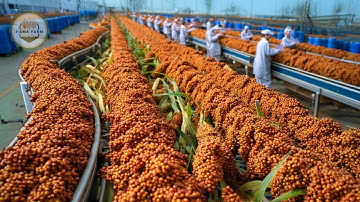 Hoe miljarden ponden graansorghum worden verwerkt tot alcohol in een verwerkingsfabriek