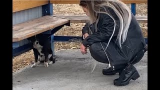 Нашли на остановке брошенную собачку  Забрали в приют.