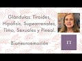 Las glándulas:  Tiroides, Hipófisis, Suprarrenales, Tomo, Sexuales y Pineal.