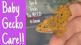 HOW I CARE FOR BABY CRESTED GECKOS!!