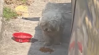 Pregnant with five small children, she followed us all the way under the hot sun, begging for help