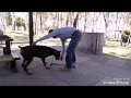 Adiestramiento canino del dobermann