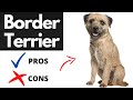 border terrier pros and cons の動画、YouTube動画。