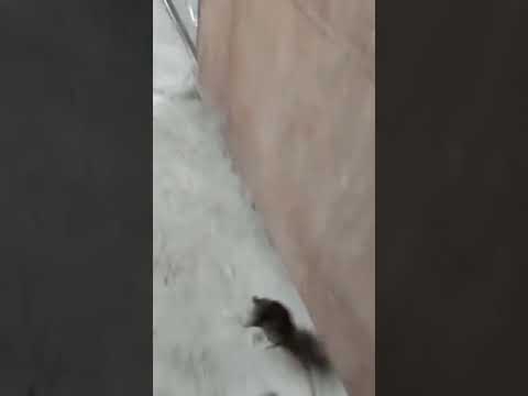 Vídeo: Os furões comem ratos?