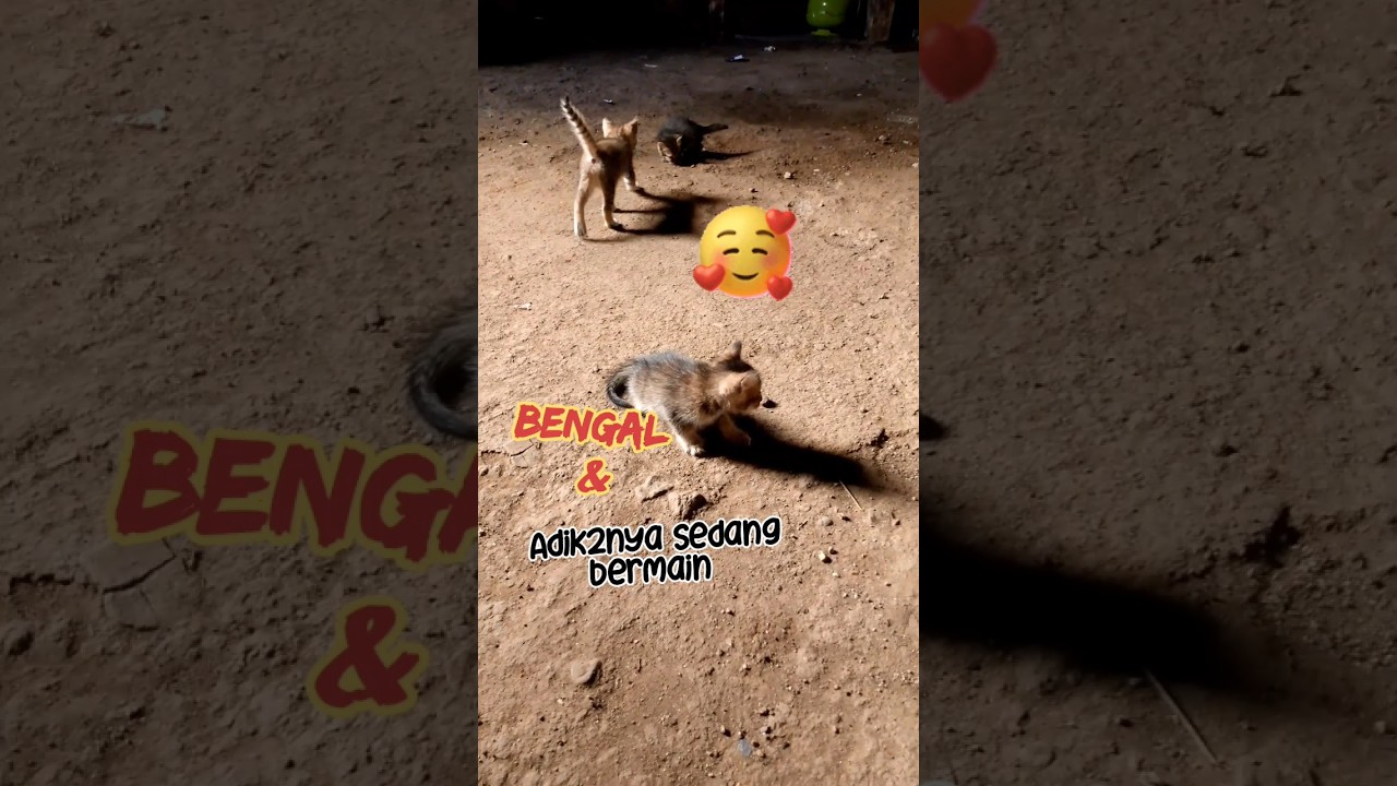 bengal& adik2nya sedang bermain🥰🥰 #cat #imut #kucing #kucinglucubandung #kucinglucu