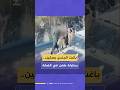 لحظة تنفيذ شاب فلسطيني محاولة طعن جندي إسرائيلي شمالي رام الله قبل أن يطلقوا عليه النيران 