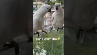 Gel Kalbime 🤎 Resimi