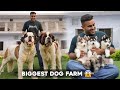 Biggest dog farm in haryana 