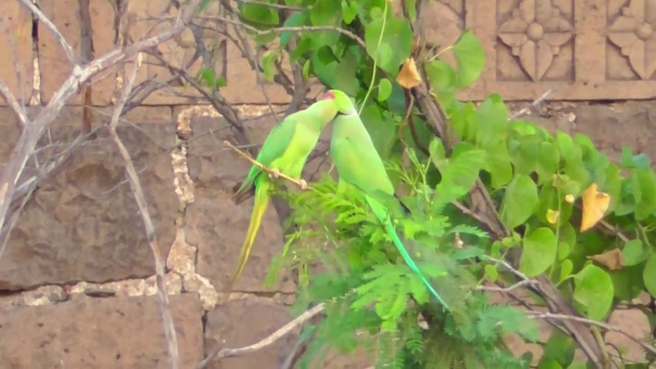 Rose Ringed Parakeet | Green Parrot 