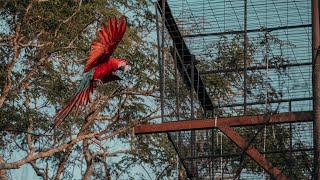 Release of 5 Macaws