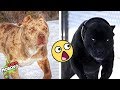 Las 7 Razas de Perros MÁS LETALES que EXISTEN | DeToxoMoroxo