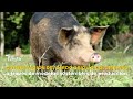 Conservación del cerdo criollo a través de modelos sostenibles - TvAgro por Juan Gonzalo Angel
