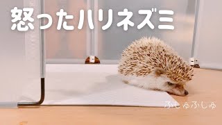 Until the angry hedgehog becomes cute