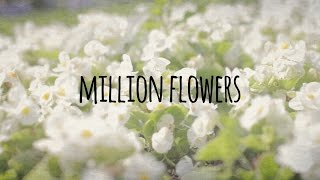 Million Flowers | Philippa Hanna chords