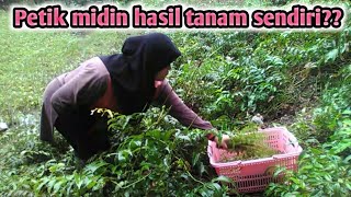 Kebun Sayur MIDIN