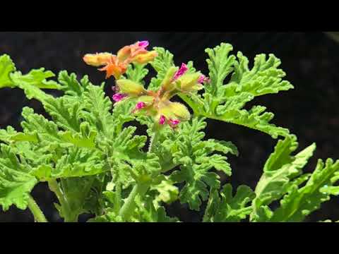 Video: Prince Of Orange Pelargoniums - Lumalagong Prinsipe Ng Orange Geranium Plants