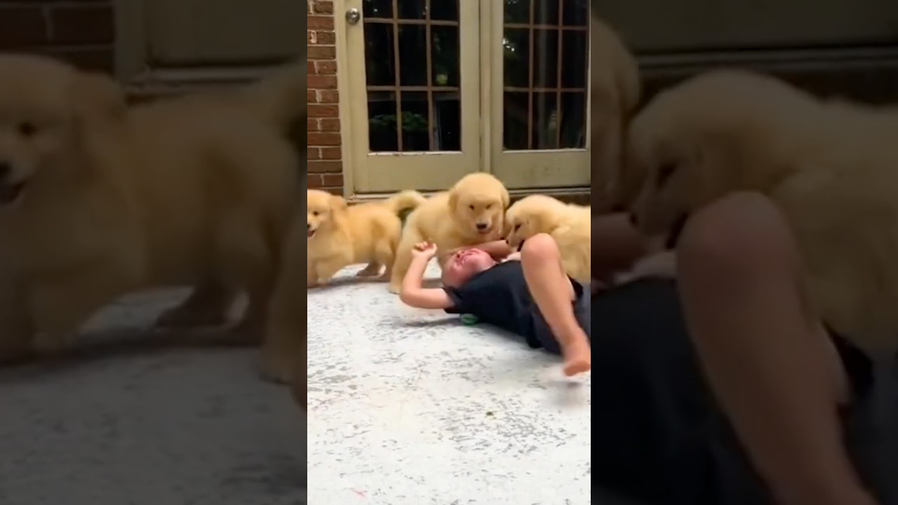 Golden Retriever and Kids are Best Friends 🐕