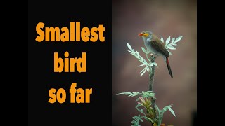 Finch Bird Taxidermy..How to mount a small bird... Small bird taxidermy