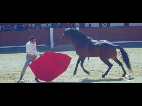 🐎 Bonito Caballo PRE &quot;Bailando&quot;