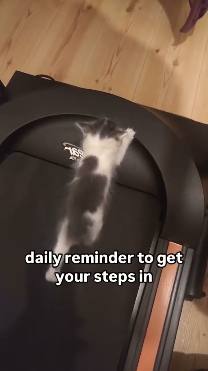 Kittyo need to get them steps in to some prvnci