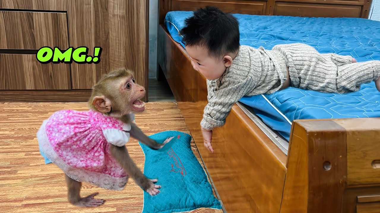 Diana monkey used a pillow to prevent the baby from falling off the bed.