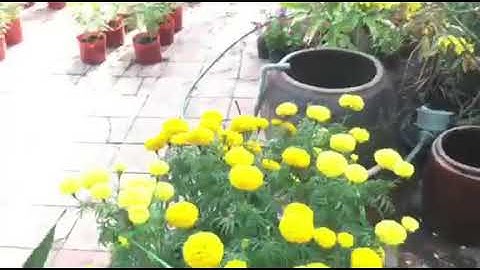 Rước Ông Bà ngày 30 tết phần 2(24/01/2020)