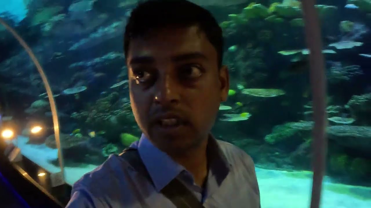 Shark & the Deadliest fish at DOHA Port Acquerium