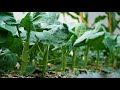 Trồng cải ngồng làn mập thù lù trong bao tải co giãn |Growing chubby Chinese broccoli in elastic bag