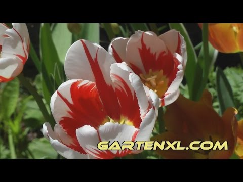 Video: Weiße Tulpen (29 Fotos): Sorten Schöner Rot-weißer Und Gelb-weißer Blüten, Anbaumerkmale