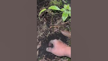 Dân bản lên núi đào sâm ngọc linh rừng #sâm_ngọc_linh_rừng #sâm_lai_châu_rừng  #sâm_ngọc_linh