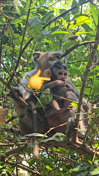 👉🐒https://youtu.be/VqSktaFK1xc?si=GxTaMNmafxnP_8xU