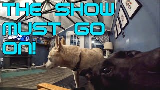 Dog boarding business on the homestead! No matter what THE SHOW MUST GO ON! #vlog #workfromhome