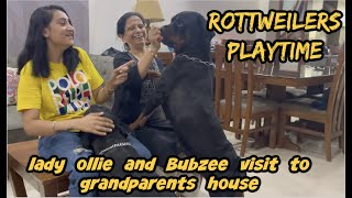 The Best Rottweilers Family Play Time On A Sunday: Adventure with Rottweilers Lady Ollie And Bubzee