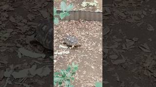 turtle 🐢 life in the zoo.(fragment )#viral #nature #travel #music #turtle #animals