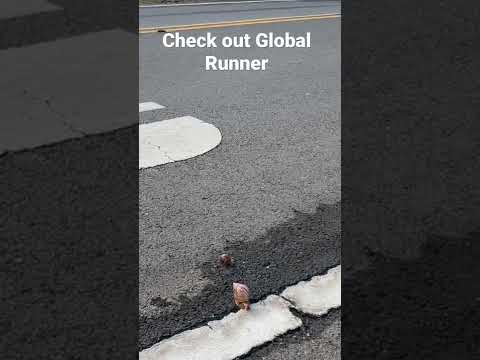 Snail Race - upcoming Global Runner episode